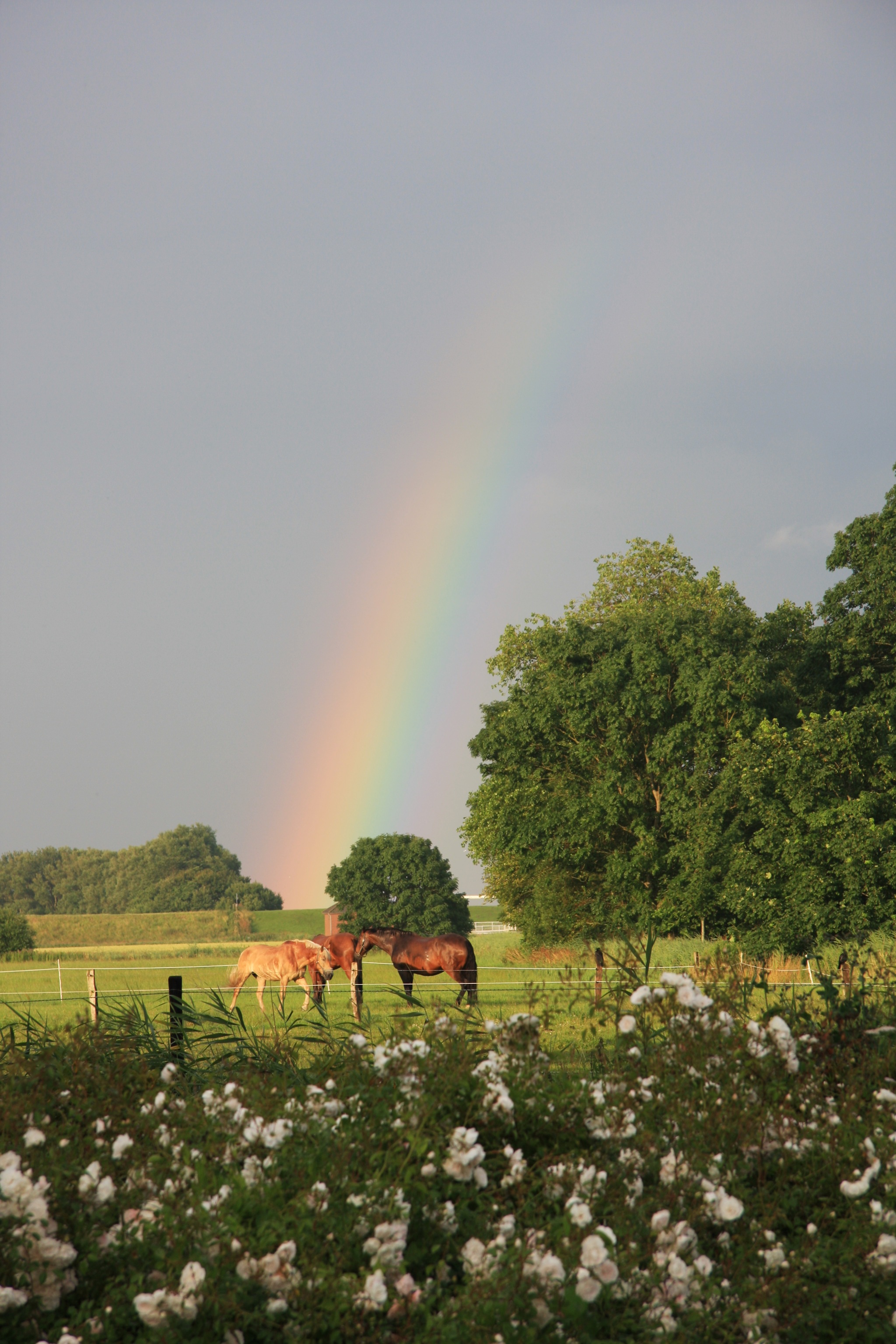 Pferdekoppel Horumersiel (Feuer-Pferd)